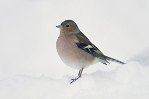 Chaffinch (Fringilla coelebs) adult male, standing in snow covered garden, Chirnside, Berwickshire, Scotland, december