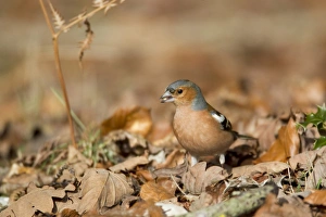 Chaffinch (Fringilla coelebs) adult male, feeding, foraging amongst leaf litter on forest floor, New Forest N. P