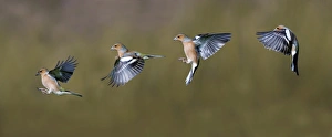 Chaffinch (Fringilla coelebs) adult male, flight sequence, Dumfries and Galloway, Scotland, march