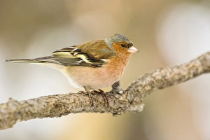 Chaffinch (Fringilla coelebs) adult male, perched on twig, Capanne di Marcarolo Regional Park, Lerma