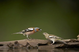 Hungarian Prints: Chaffinch (Fringilla coelebs) adult male and female