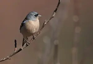 Chaffinches Prints: Chaffinch (Fringilla coelebs africana) North African subspecies