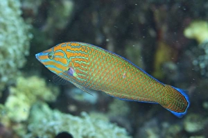 Lembeh Prints: Chain-lined Wrasse (Halichoeres leucurus) adult