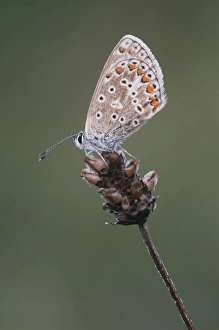Butter Fly Prints: Chalkhill Blue (Lysandra coridon) adult