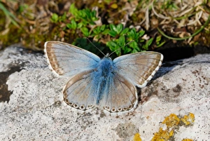Chalkhill Blue (Lysandra coridon) adult male, basking on rock, Draycott Sleights Nature Reserve, Mendip Hills, Somerset, England, july