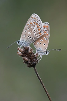 Chalkhill Blue (Lysandra coridon) two adults, underside, resting on seedhead, Kent, England, august