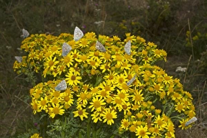 Chalkhill Blue (Lysandra coridon) adults, group feeding on Common Ragwort (Senecio jacobaea)