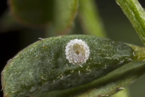 Blue Prints: Chalkhill Blue (Lysandra coridon) egg