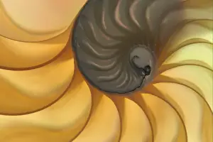 Details Prints: Chambered Nautilus (Nautilus pompilius) cross section of shell showing chambers