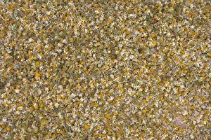 Piles Prints: Chamomile, drying harvested flowers to use as tea, Spain, may