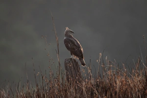 Hawk Eagle Prints: Changeable Hawk-eagle (Nisaetus cirrhatus) adult