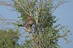 Nest Prints: Changeable Hawk-eagle (Nisaetus cirrhatus ceylanensis) adult
