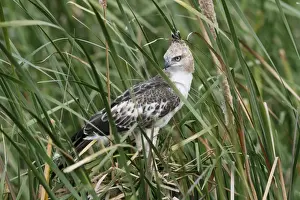 Changeable Hawk-eagle (Nisaetus cirrhatus ceylanensis) immature, perched amongst reedmace leaves, Bundala N. P