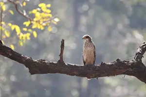 Madhya Pradesh Prints: Changeable Hawk-eagle (Nisaetus cirrhatus) immature