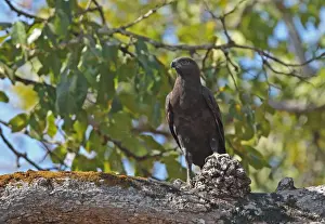 Changeable Hawk-eagle (Nisaetus cirrhatus limnaeetus) dark morph, adult, perched on branch, near Tmatboey, Cambodia
