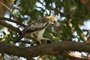 Kingfishers Prints: Changeable Hawk-eagle (Spizaetus cirrhatus ceylanensis) endemic race