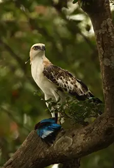 Changeable Hawk-eagle (Spizaetus cirrhatus ceylanensis) endemic race, sub-adult, feeding on White-throated Kingfisher (Halcyon smyrnensis) prey in talons, perched on branch, Sri Lanka, december