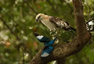 Changeable Hawk-eagle (Spizaetus cirrhatus ceylanensis) endemic race, sub-adult, feeding on White-throated Kingfisher (Halcyon smyrnensis) prey in talons, perched on branch, Sri Lanka, december