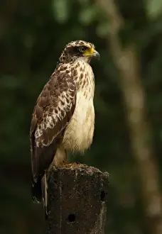 Changeable Hawk-eagle (Spizaetus cirrhatus ceylanensis) endemic race, immature, perched on post, Sri Lanka, december