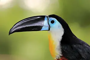 Captive Prints: Channel-billed Toucan (Ramphastos vitellinus vitellinus) adult, close-up of head (captive)