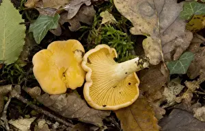 Floor Prints: Chanterelle (Cantharellus cibarius) fruiting bodies