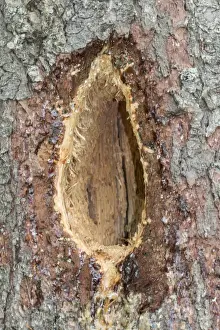 Nest Prints: A characteristic elongated rectangular hole excavated by a black woodpecker