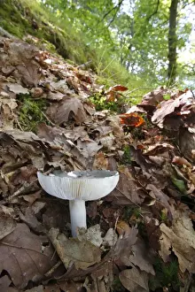 Slopes Prints: Charcoal Burner (Russula cyanoxantha) fruiting body