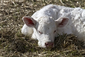 Newly Prints: charolais, cow, cattle, Extremadura