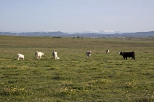Spain Prints: Charolais cows and one Andalusian black cow - Extremadura, Spain