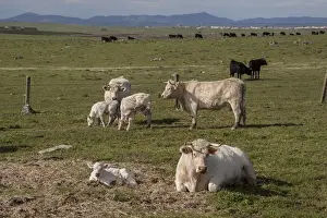 Charolais cows with newly born calf which does not yet have its ear tags- Extremadura, Spain