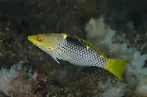 Checkerboard Wrasse (Halichoeres hortulanus) immature, swimming, Lembeh Straits, Sulawesi, Sunda Islands, Indonesia