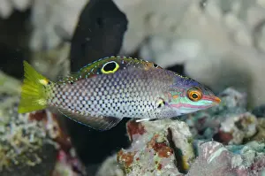 Checkerboard Wrasse (Halichoeres hortulanus) immature, swimming, Tatawa Besar, between Komodo and Flores Islands