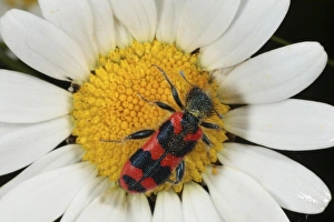 Daisy Prints: Checkered Bee Beetle (Trichodes apiarius) adult