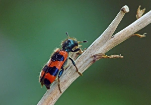 Checkered Bee Beetle (Trichodes apiarius) adult, resting on stem, Italy, july