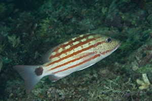 Sipadan Prints: Checkered Snapper (Lutjanus decussatus) adult