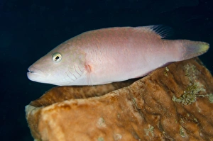 Indopacific Prints: Cheek-lined Wrasse (Oxycheilinus digramma) adult