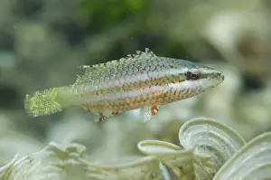 Indopacific Prints: Cheek-lined Wrasse (Oxycheilinus digramma) juvenile