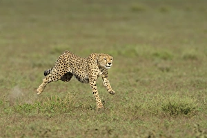 Speed Prints: Cheetah (Acinonyx jubatus) adult, running, hunting in grassland, Serengeti N. P. Tanzania
