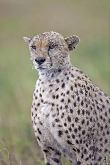 Cheetah (Acinonyx jubatus) adult, close-up of head and shoulders, during rainfall, Serengeti N. P. Tanzania, november