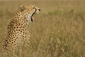 Mara Prints: Cheetah (Acinonyx jubatus) adult