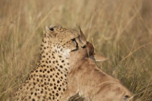 Cheetah (Acinonyx jubatus) adult, killing Topi (Damaliscus lunatus) calf, holding prey by throat, Masai Mara, Kenya