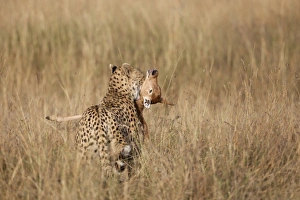 Cheetah (Acinonyx jubatus) adult, killing Topi (Damaliscus lunatus) calf, holding prey by throat, Masai Mara, Kenya