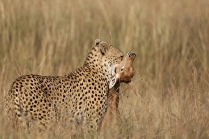Cheetah (Acinonyx jubatus) adult, killing Topi (Damaliscus lunatus) calf, holding prey by throat, Masai Mara, Kenya