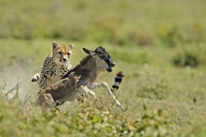 Cheetah (Acinonyx jubatus) adult female, hunting, chasing Blue Wildebeest (Connochaetus taurinus) calf, Serengeti N. P. Tanzania
