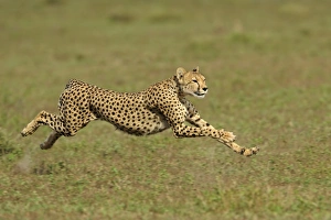 Speed Prints: Cheetah (Acinonyx jubatus) adult female