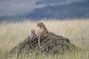 Mara Prints: Cheetah (Acinonyx jubatus) adult female with cub