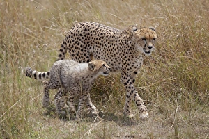 Cheetah (Acinonyx jubatus) adult female with cub, walking in savannah, Masai Mara, Kenya, August
