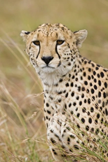 Big Cat Prints: Cheetah (Acinonyx jubatus) adult male, close-up of head, Masai Mara, Kenya