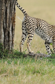 Cheetah (Acinonyx jubatus) adult male, scent marking, spraying tree trunk with urine, Masai Mara, Kenya