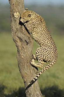 Cheetah (Acinonyx jubatus) adult male, climbing up tree trunk, Serengeti N. P. Tanzania